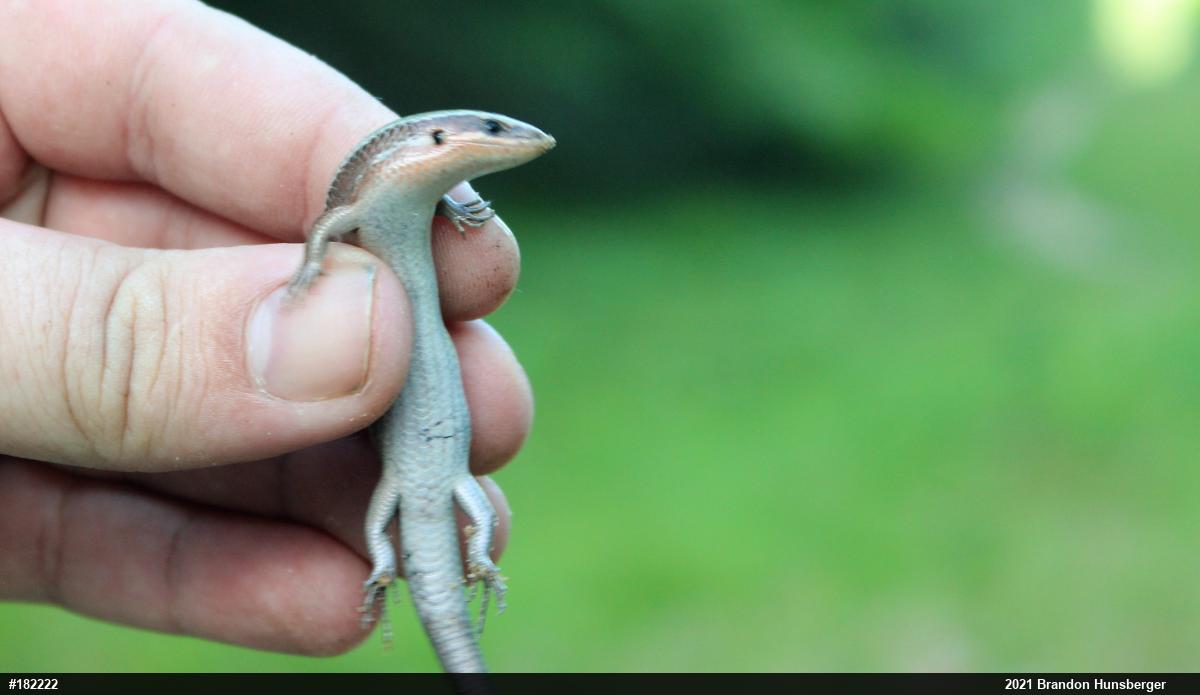 Northern Coal Skink