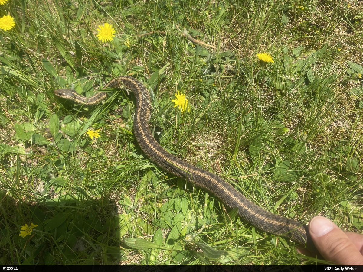 Eastern Gartersnake