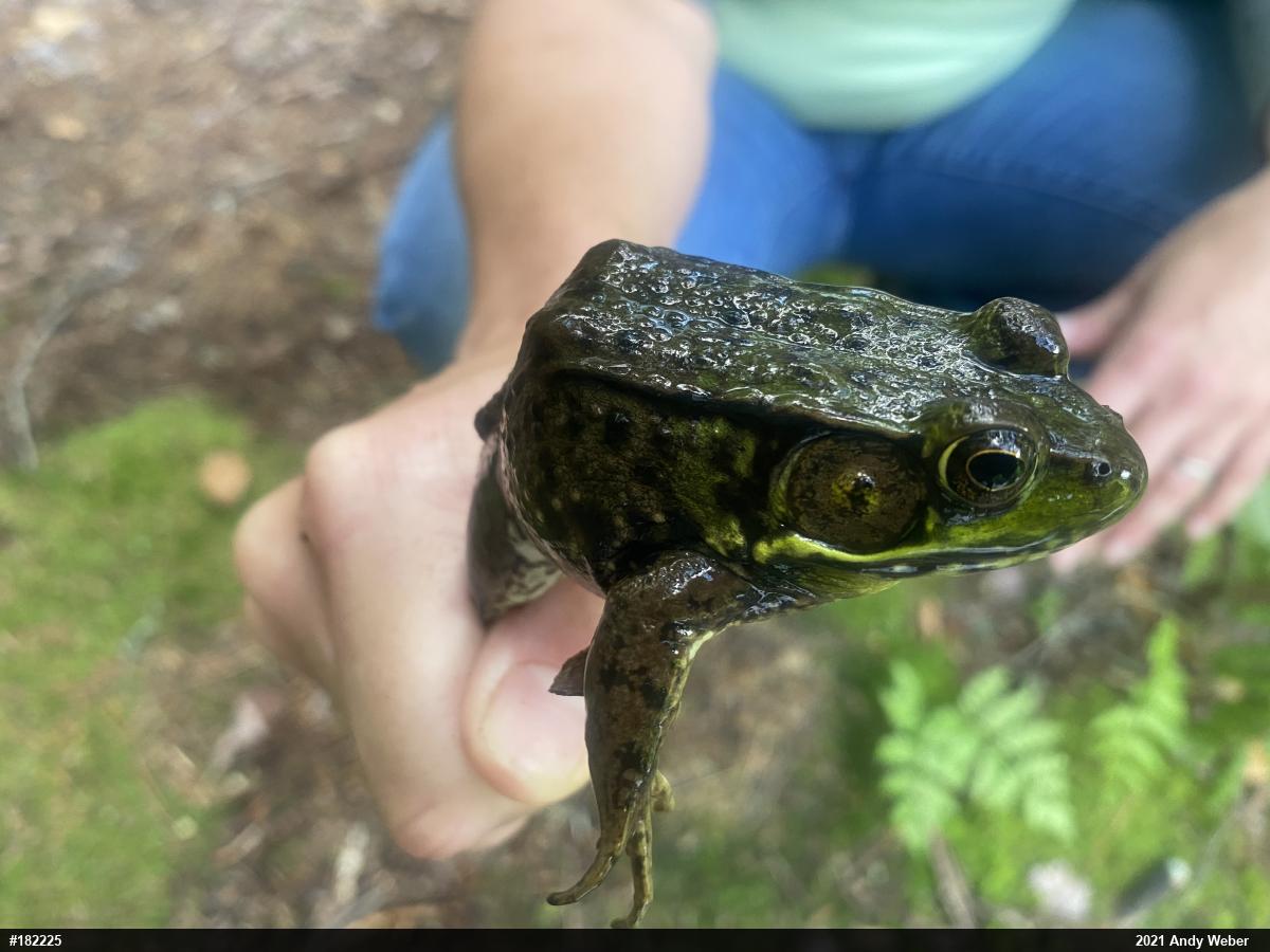 Green Frog
