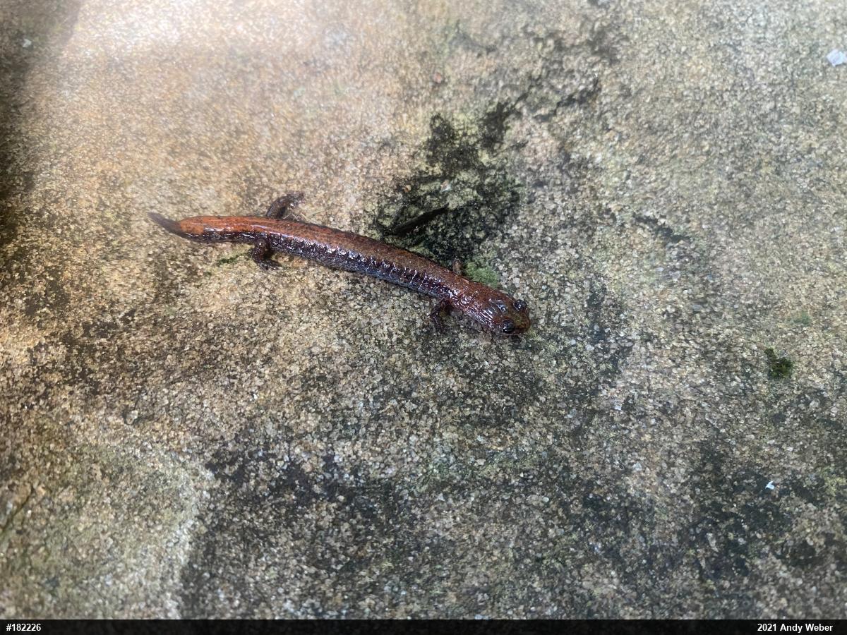 Eastern Red-backed  Salamander