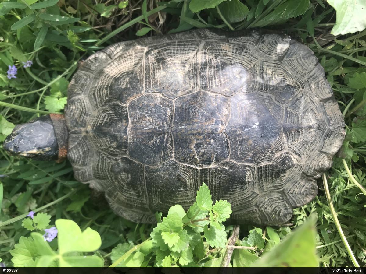 Wood Turtle