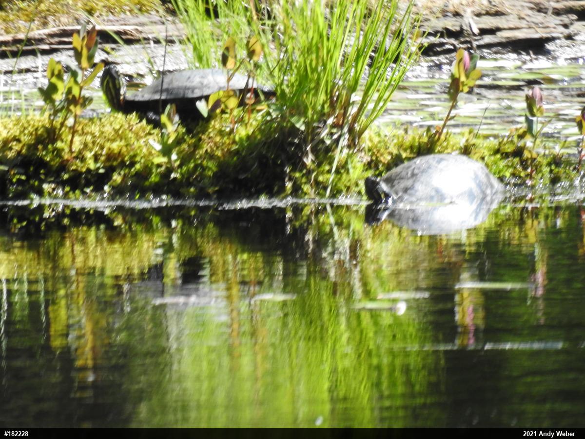 Painted Turtle