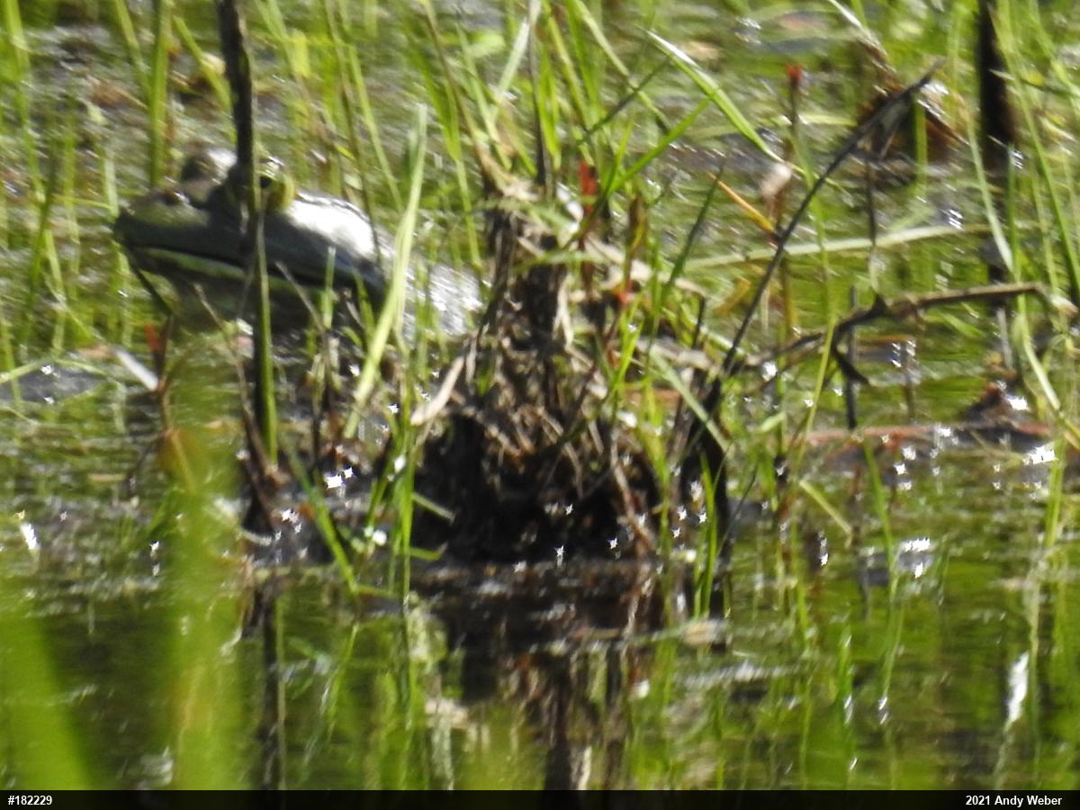 American Bullfrog