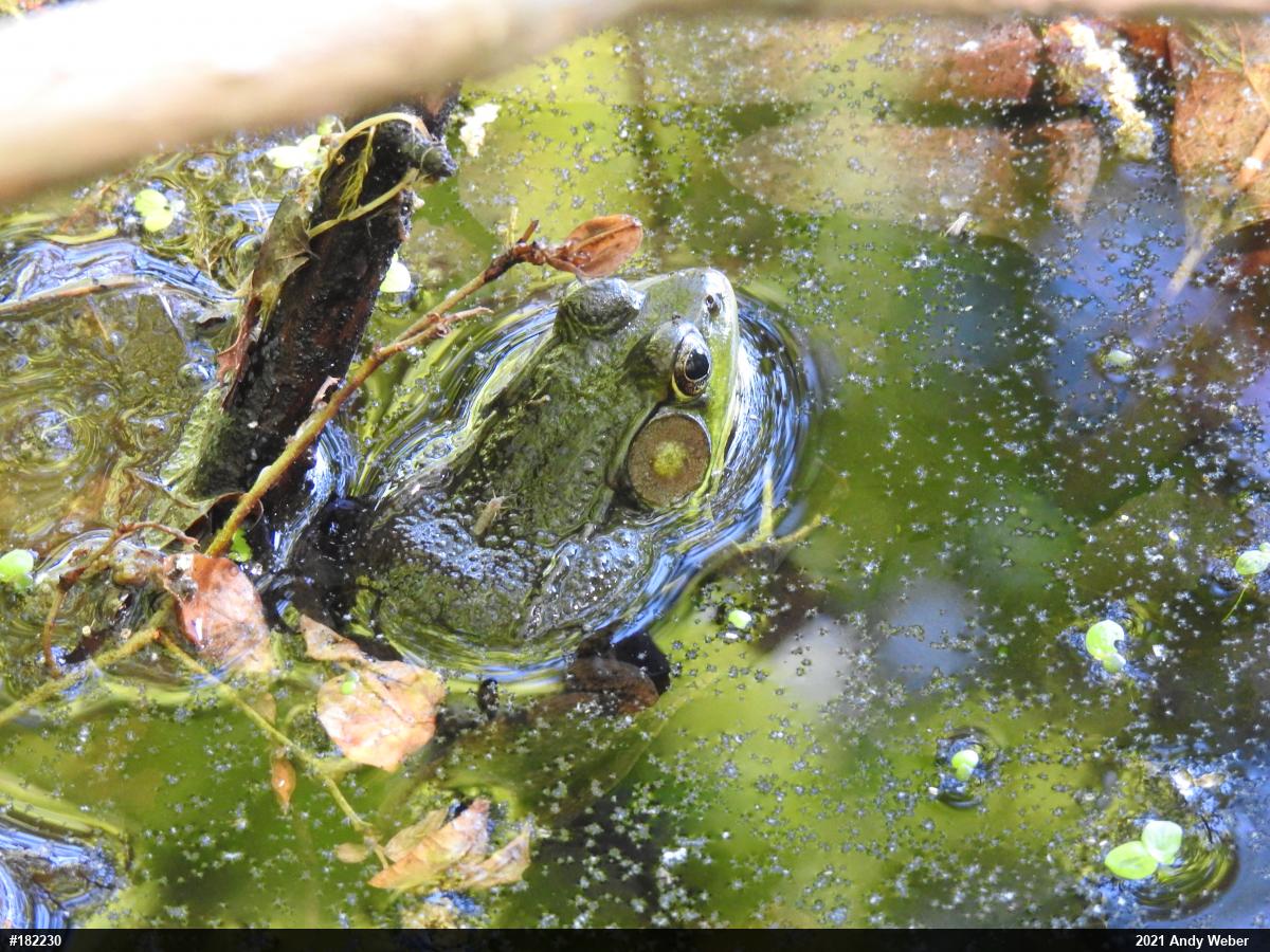Green Frog