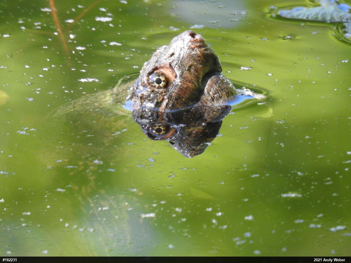 Snapping Turtle