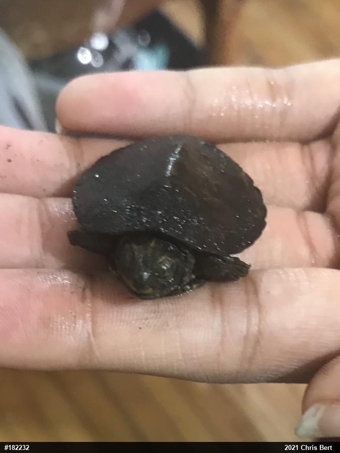 Northern Map Turtle
