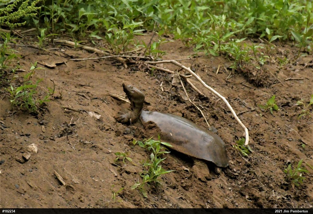 Eastern Spiny Softshell