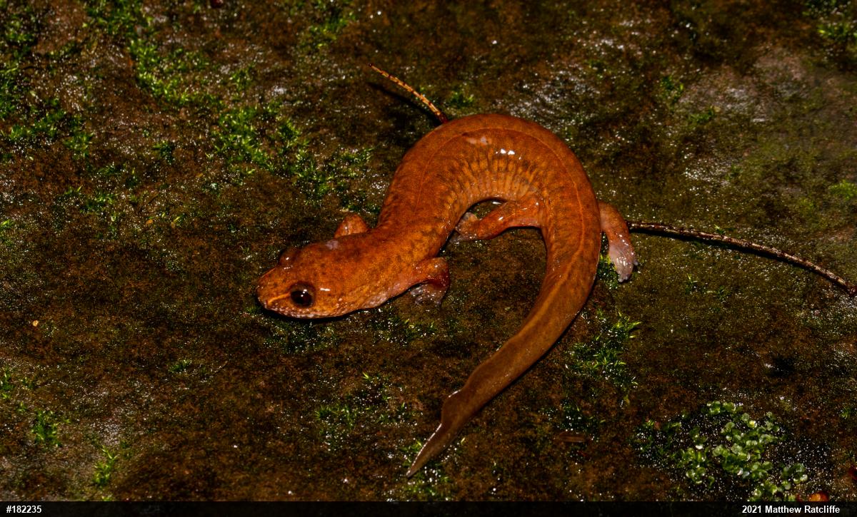 Northern Spring Salamander