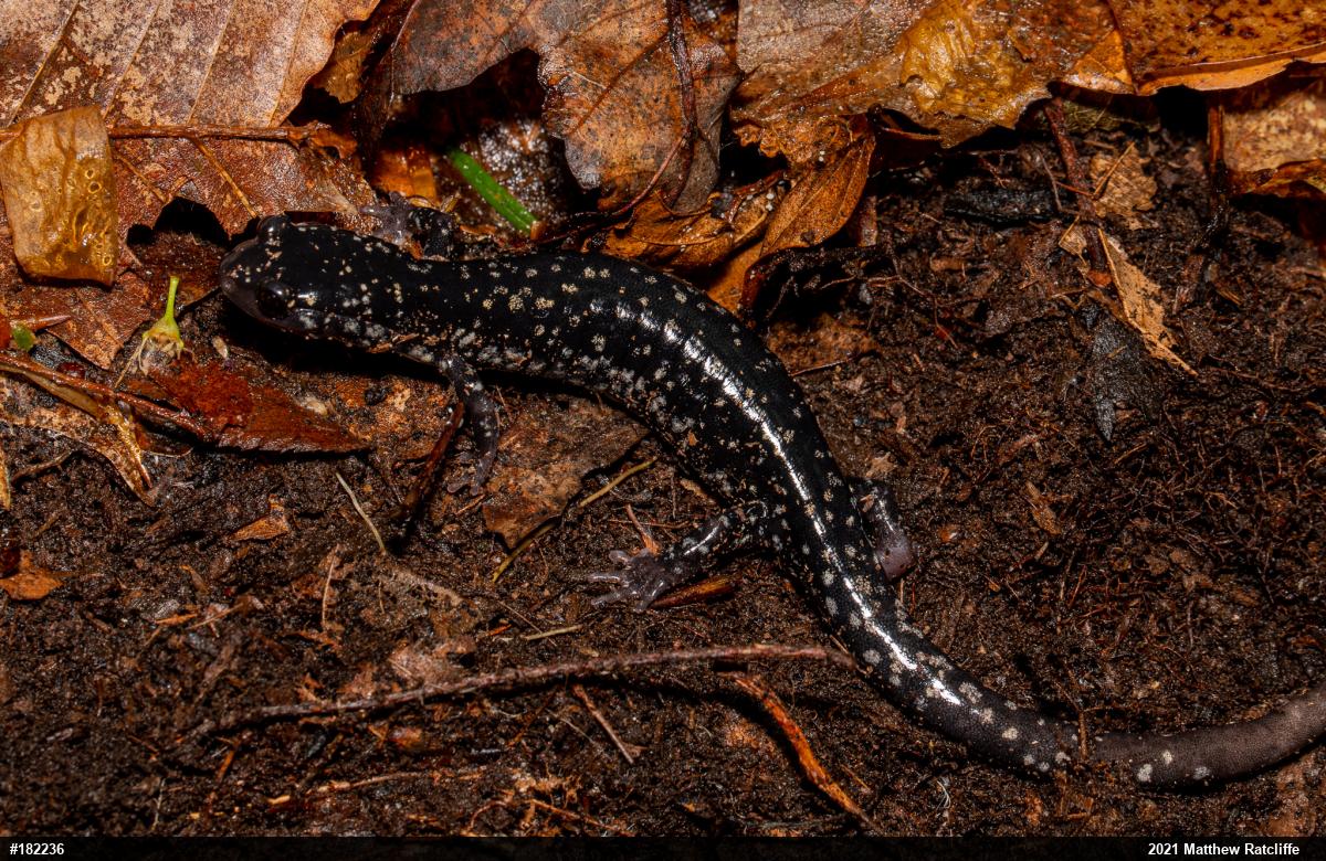 Northern Slimy Salamander