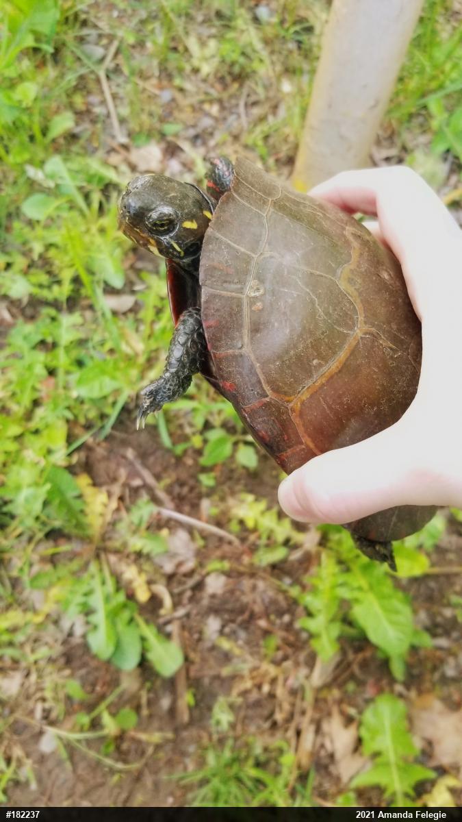 Painted Turtle