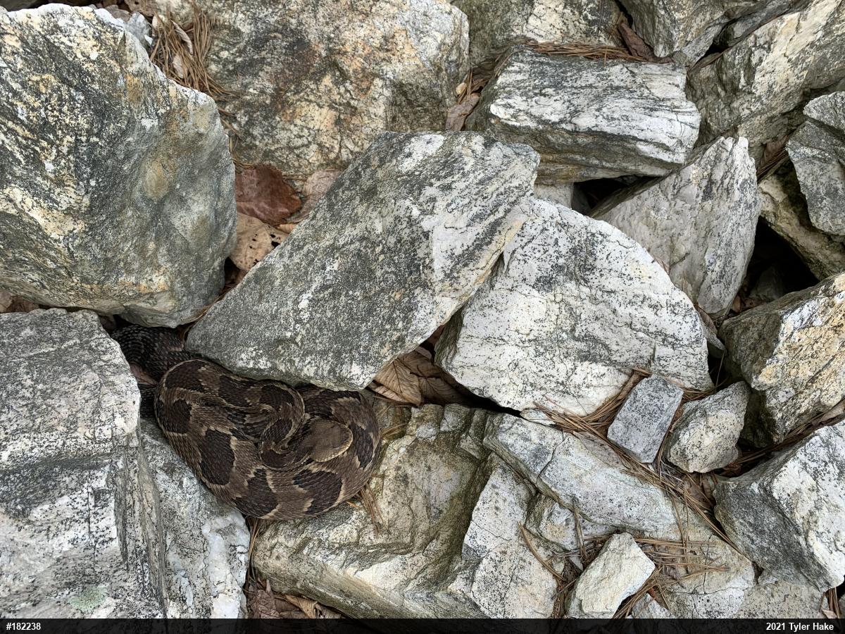 Timber Rattlesnake