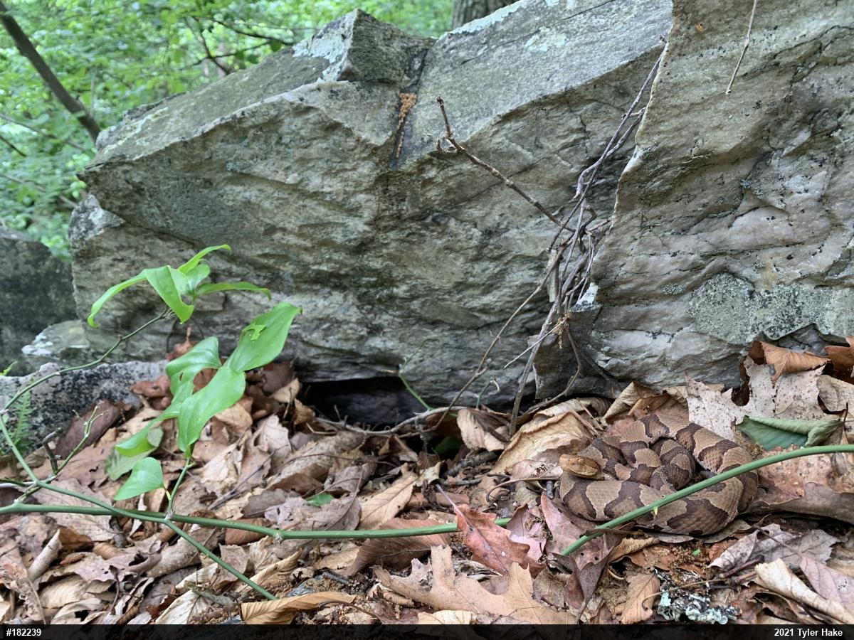 Northern Copperhead