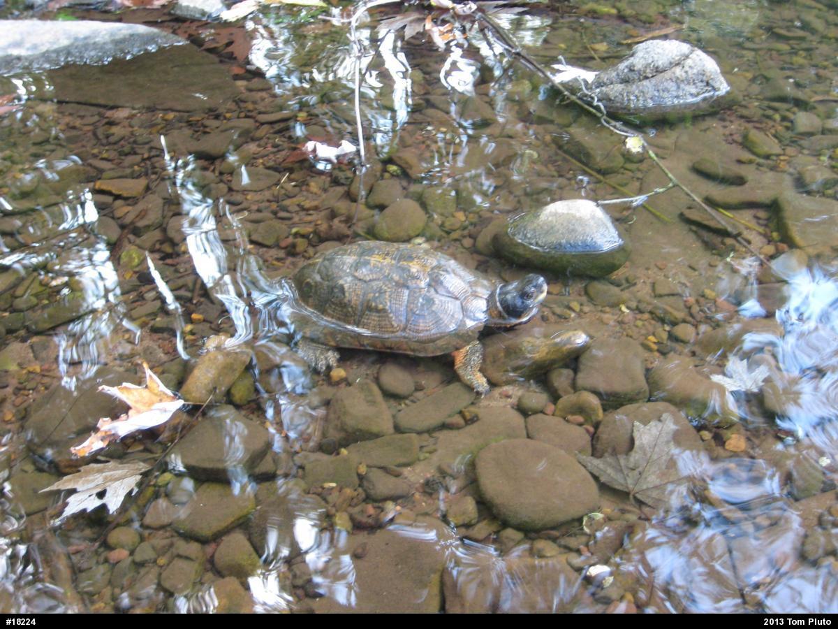 Wood Turtle