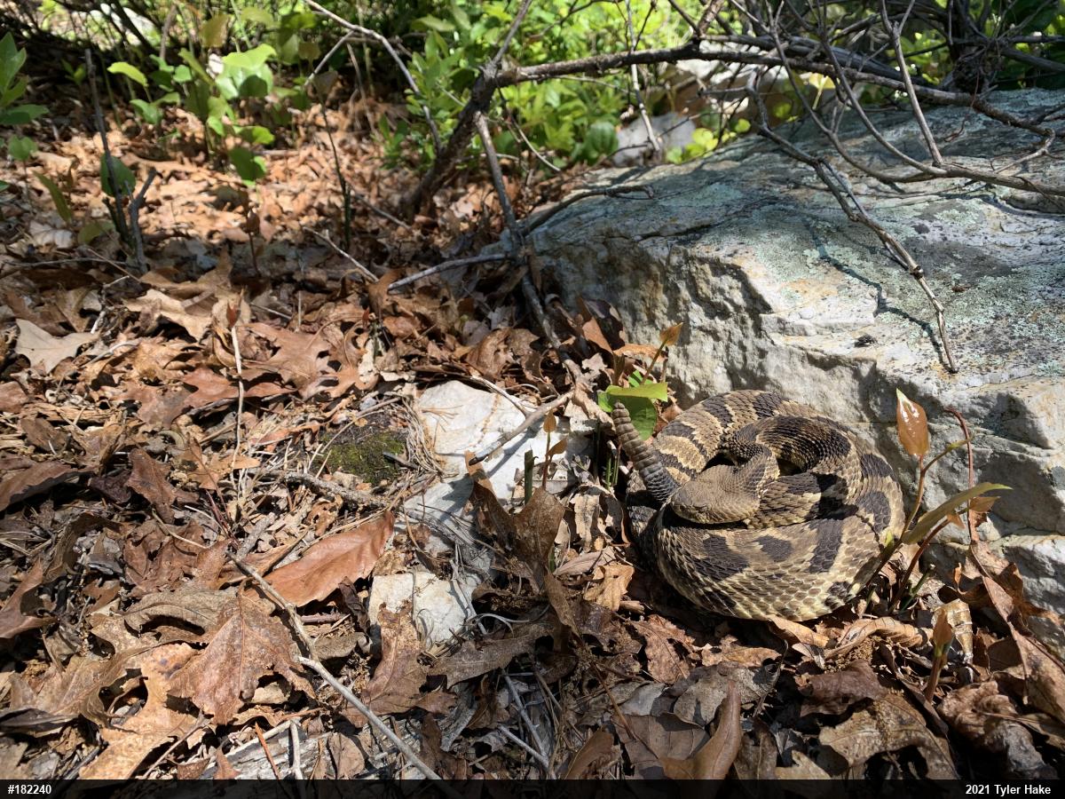 Timber Rattlesnake
