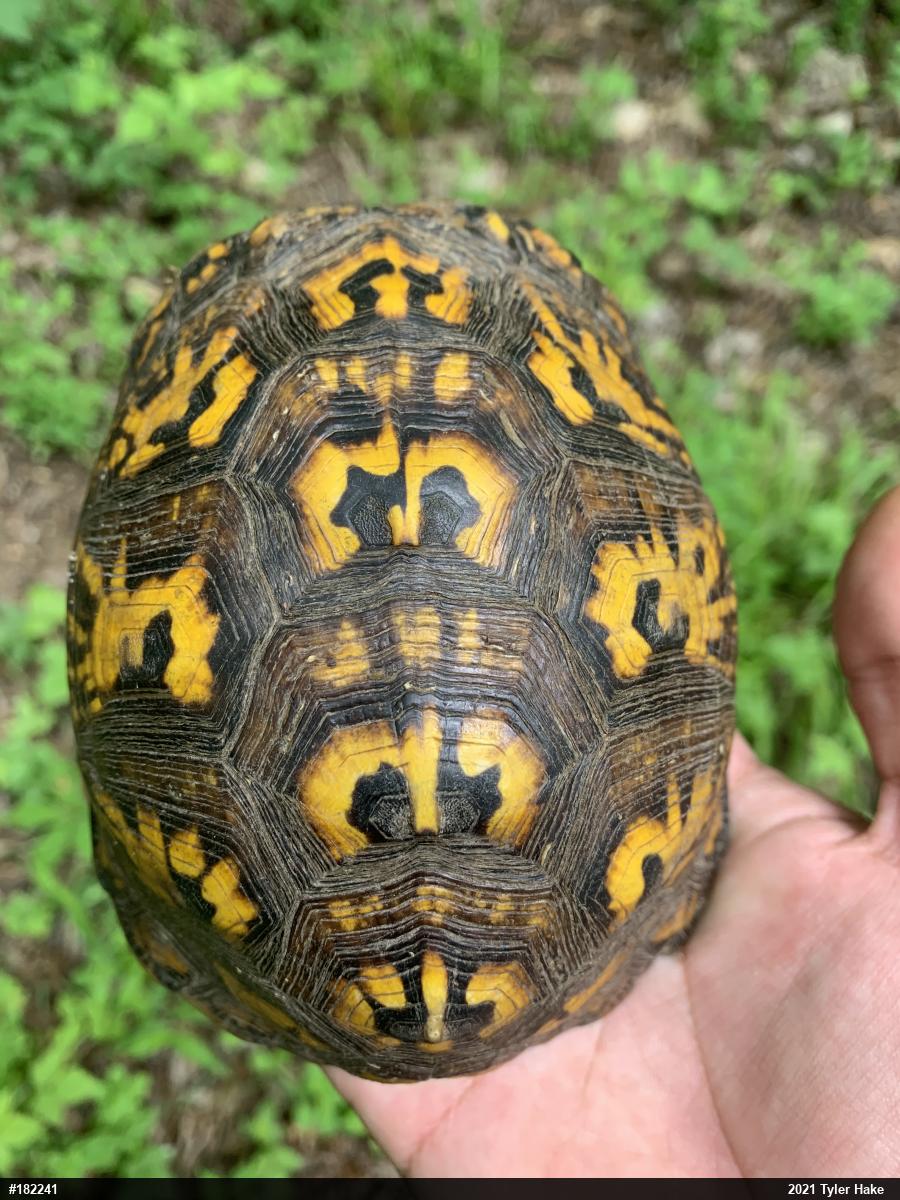 Eastern Box Turtle