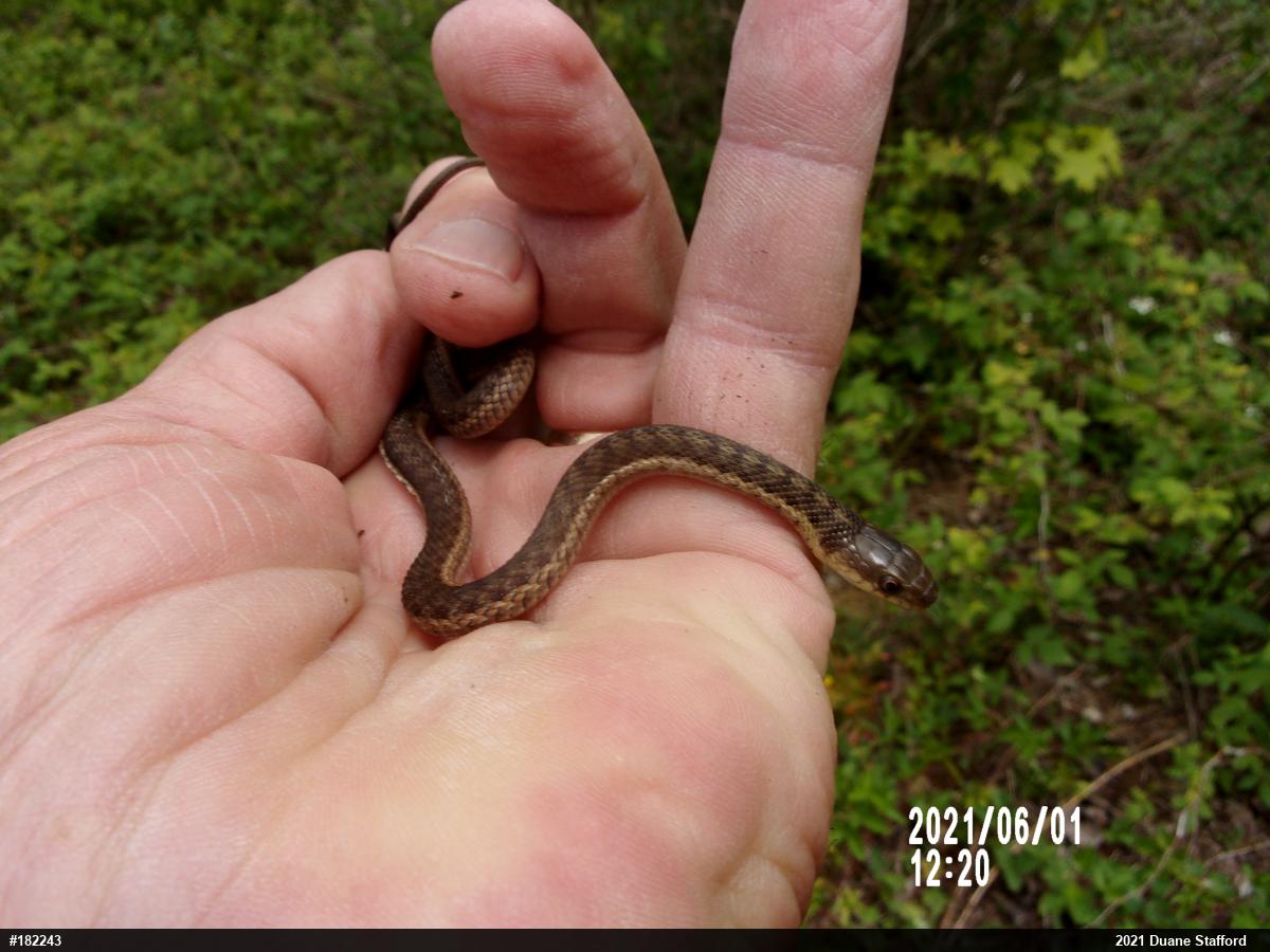 Eastern Gartersnake
