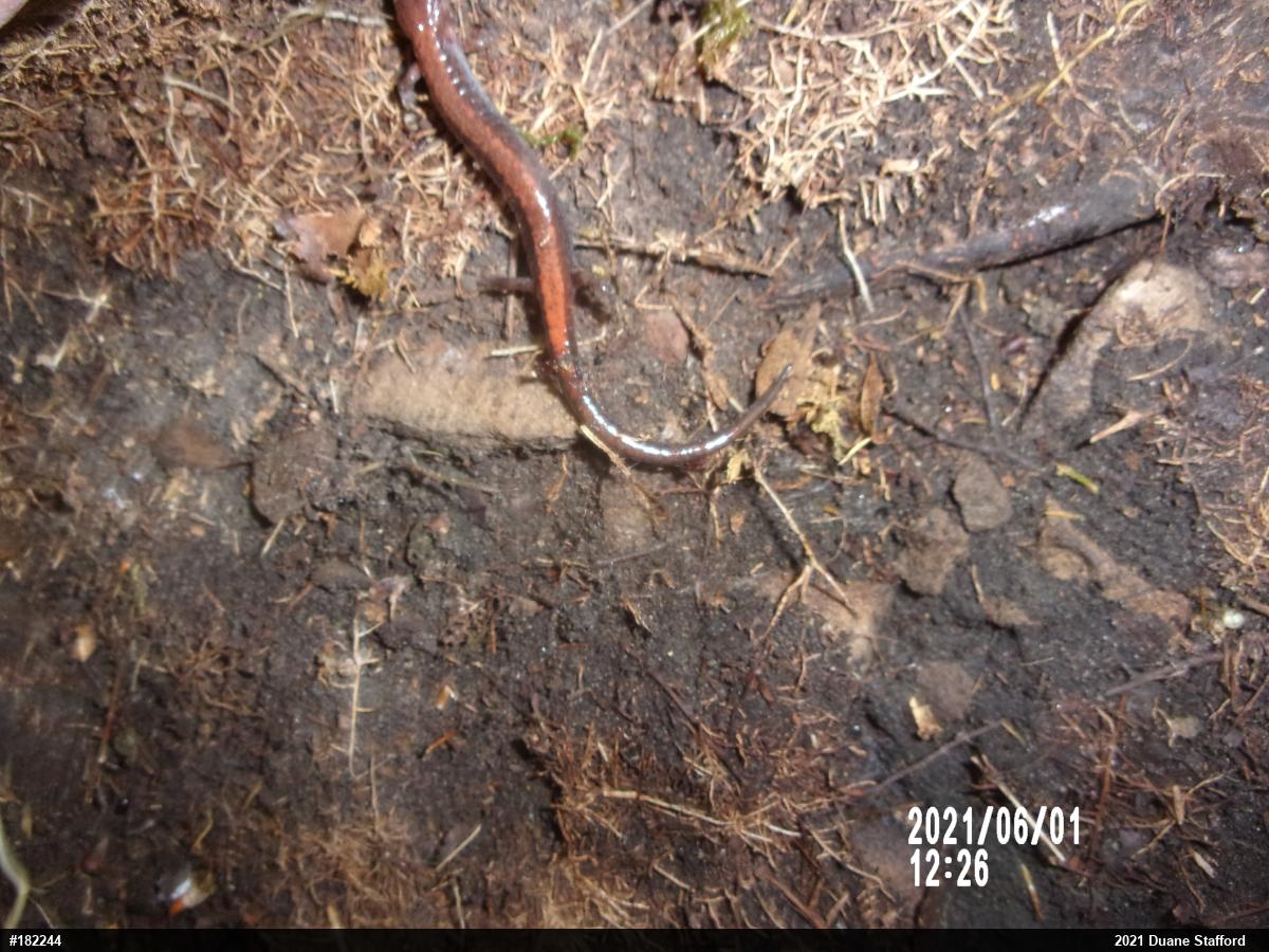 Eastern Red-backed  Salamander
