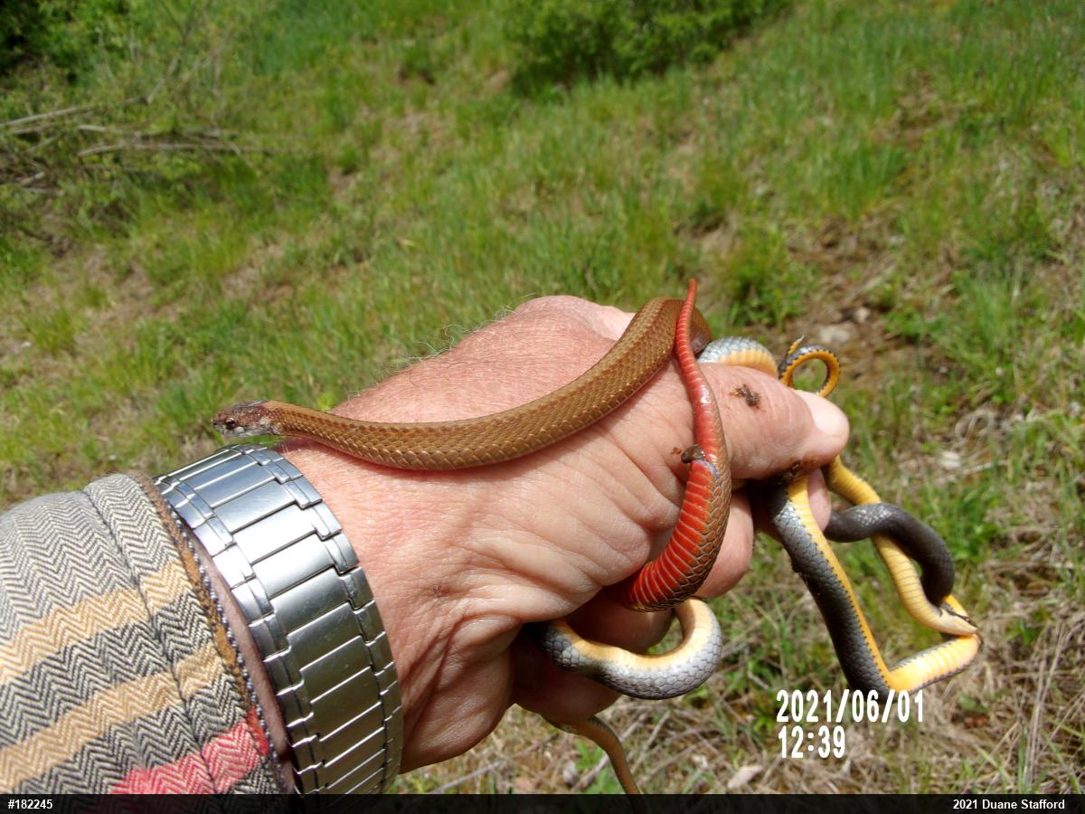 Red-bellied Snake