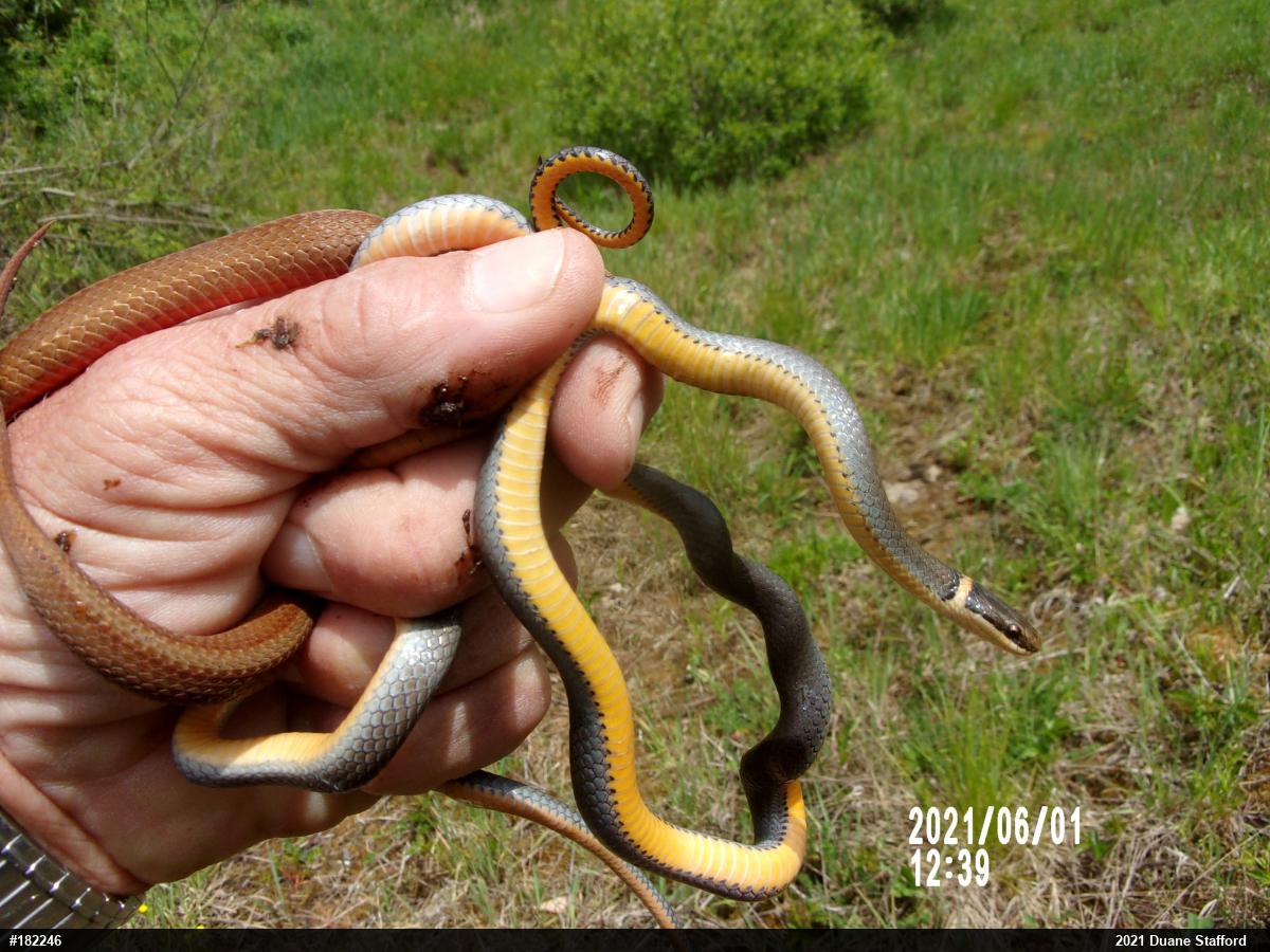Northern Ring-necked Snake