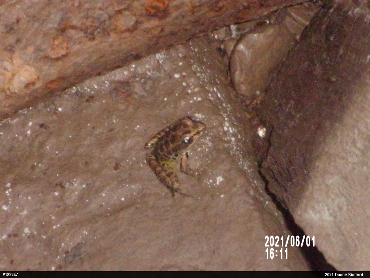 Pickerel Frog