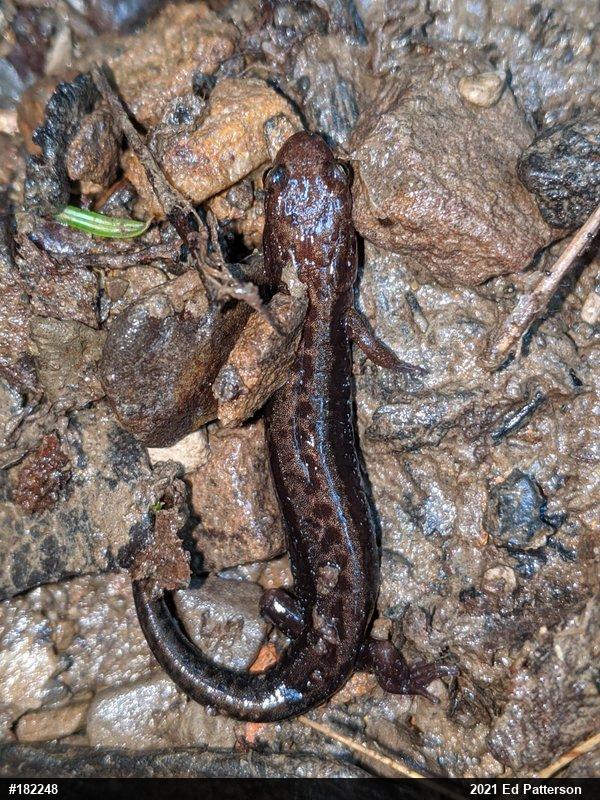 Allegheny Mountain Dusky Salamander