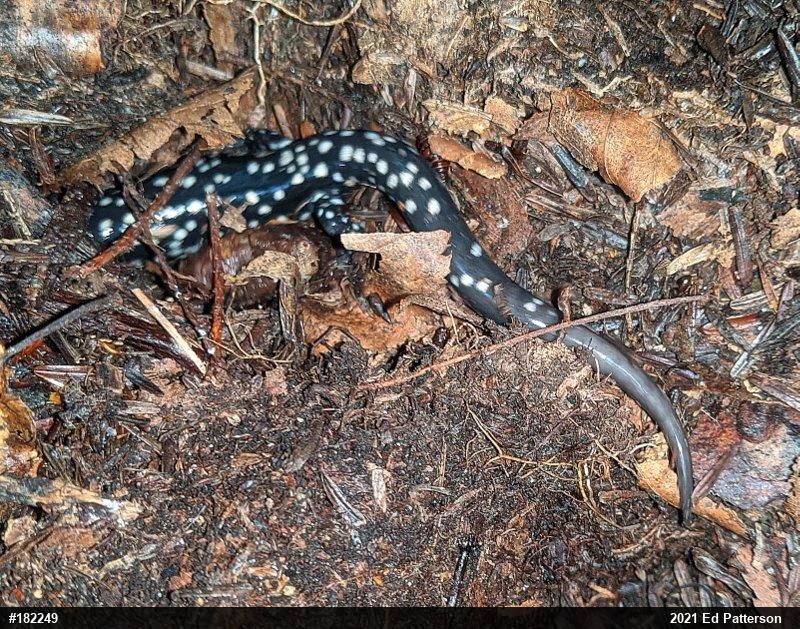 Northern Slimy Salamander