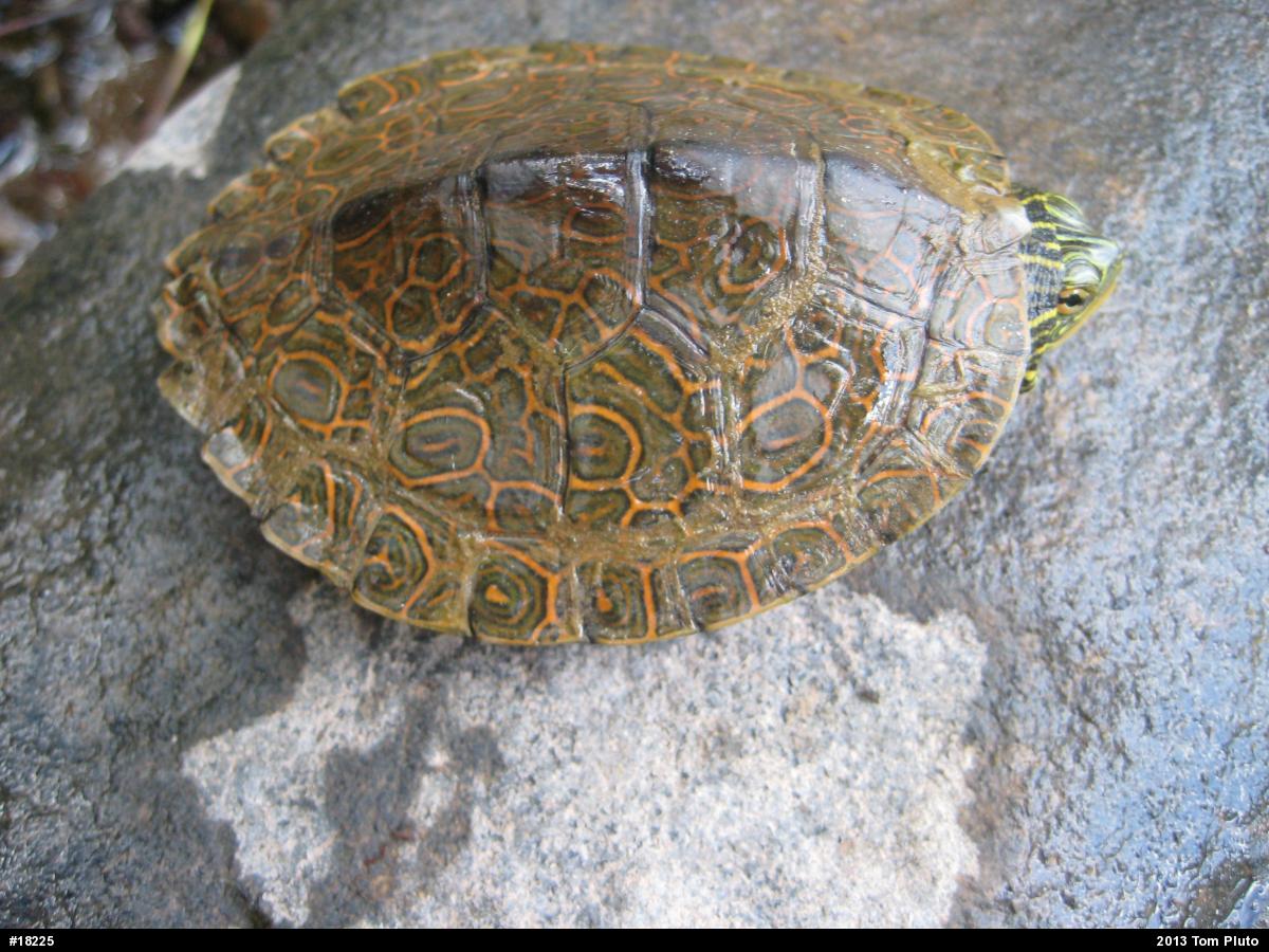 Northern Map Turtle
