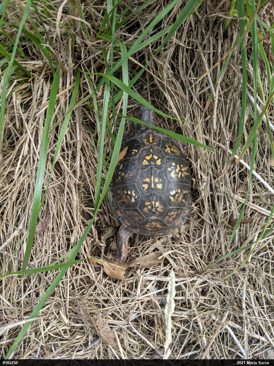 Eastern Box Turtle