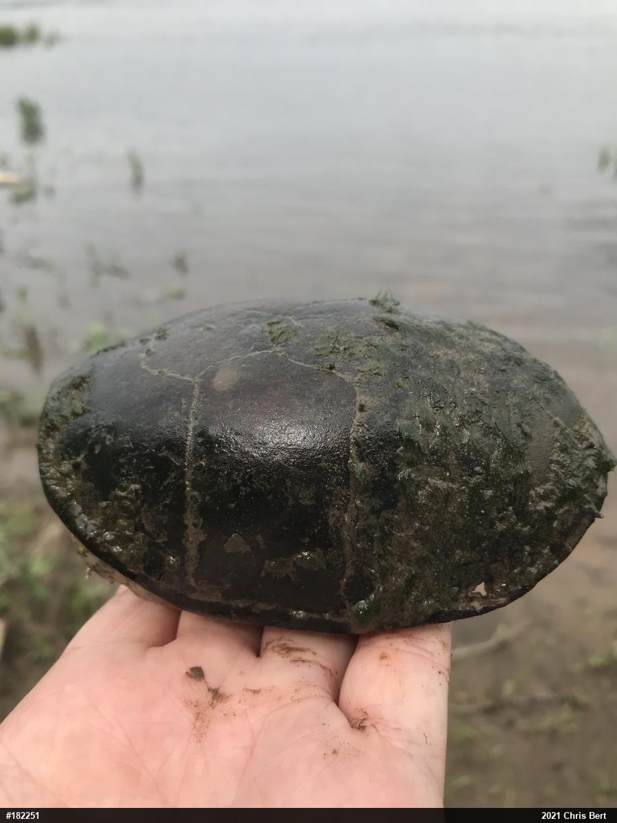 Eastern Musk Turtle