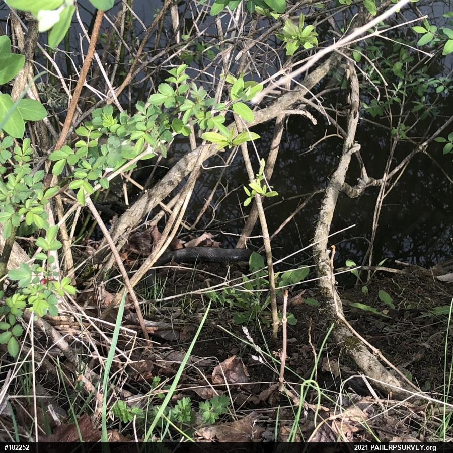 Northern Watersnake