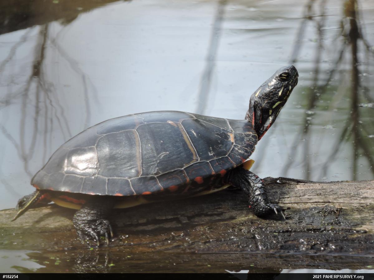 Painted Turtle