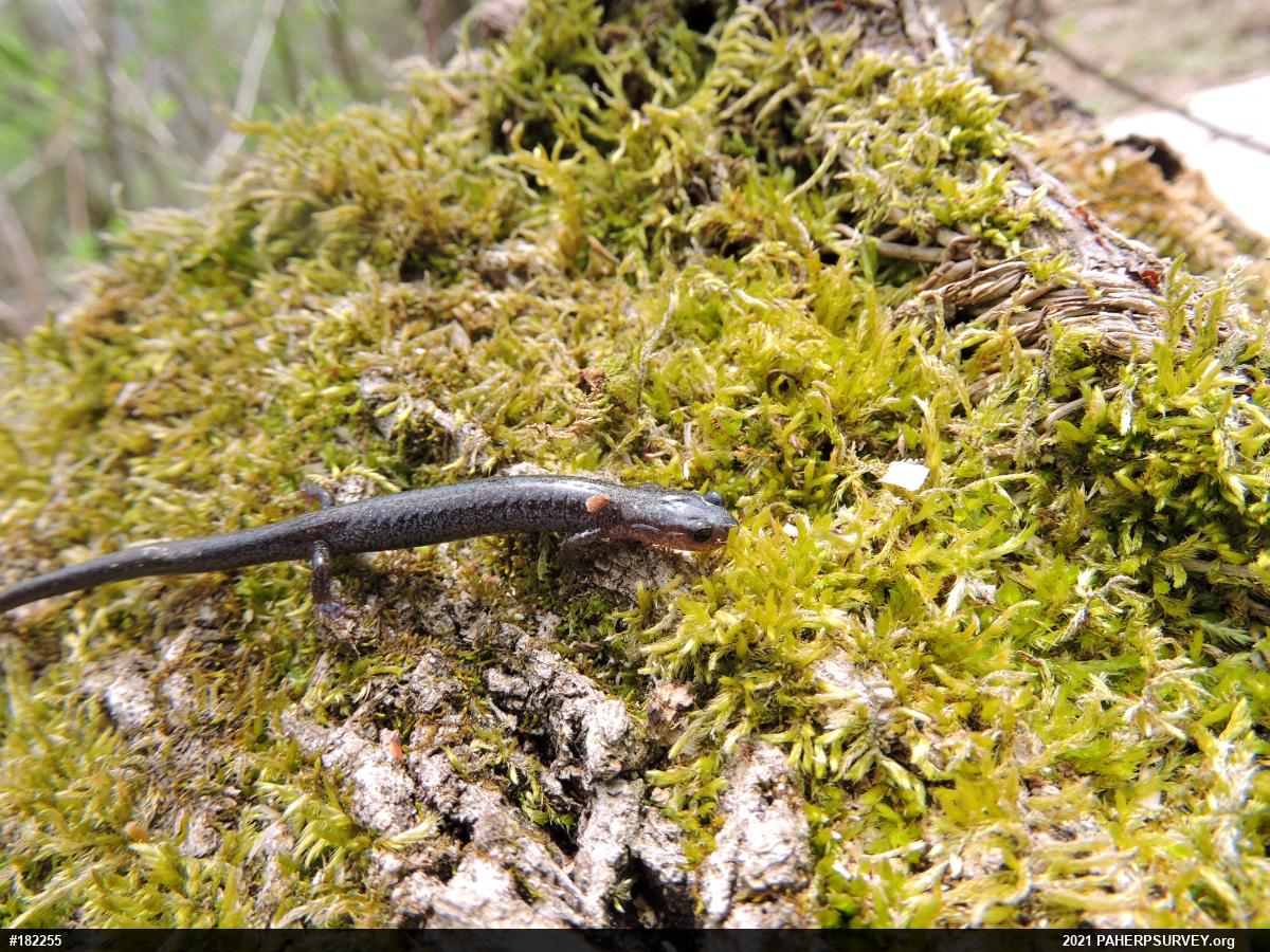 Valley And Ridge Salamander
