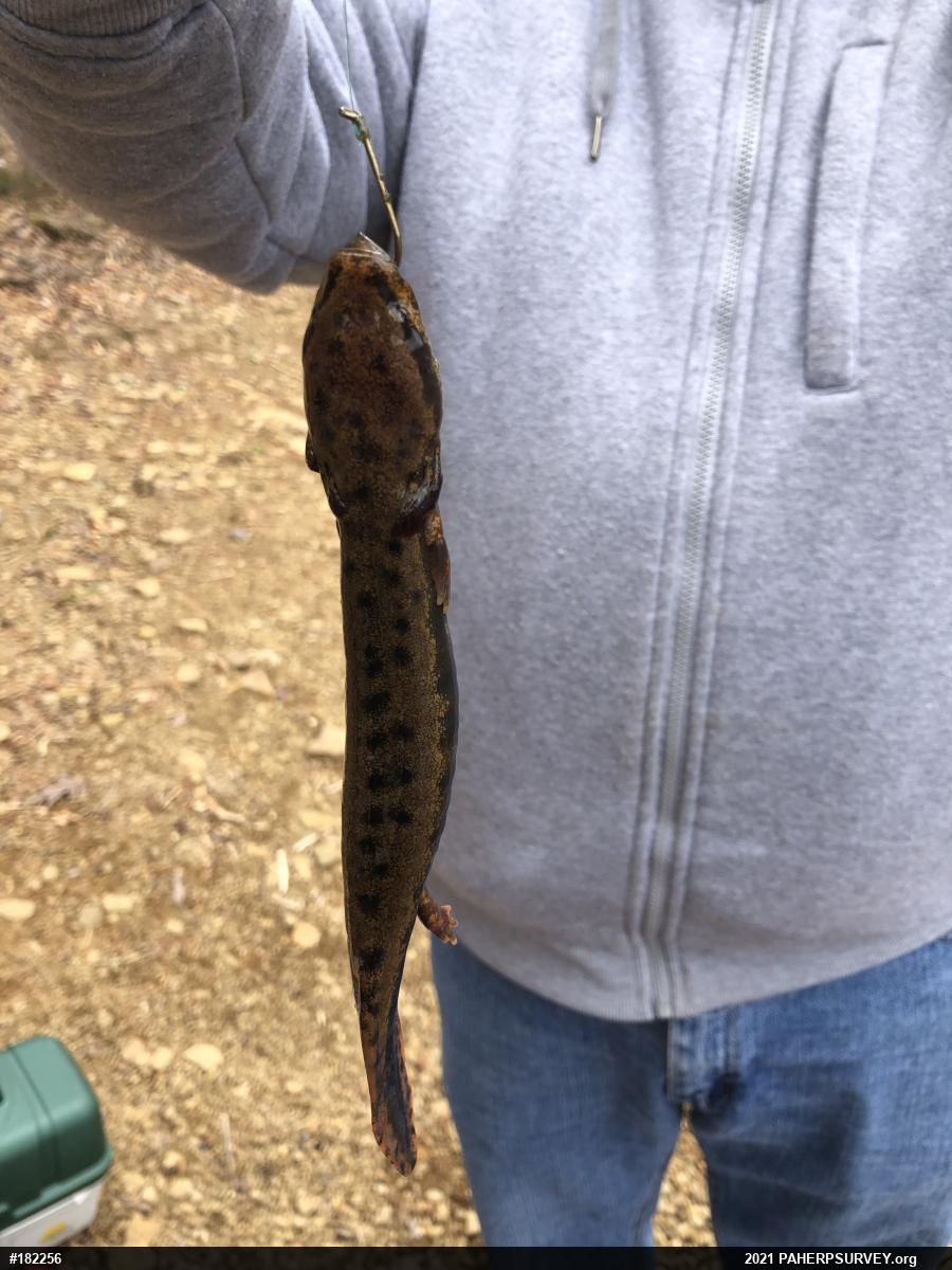 Common Mudpuppy