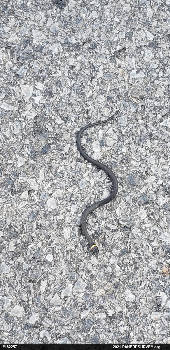 Northern Ring-necked Snake