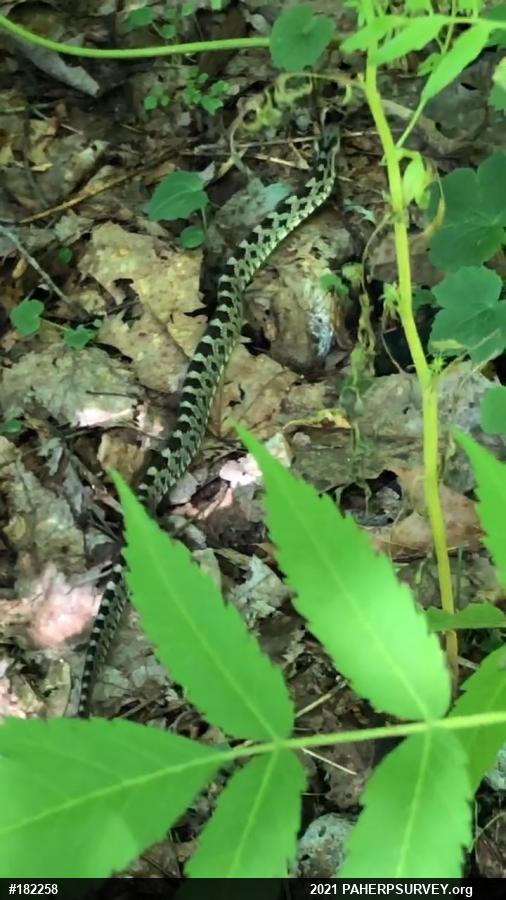 Eastern Ratsnake
