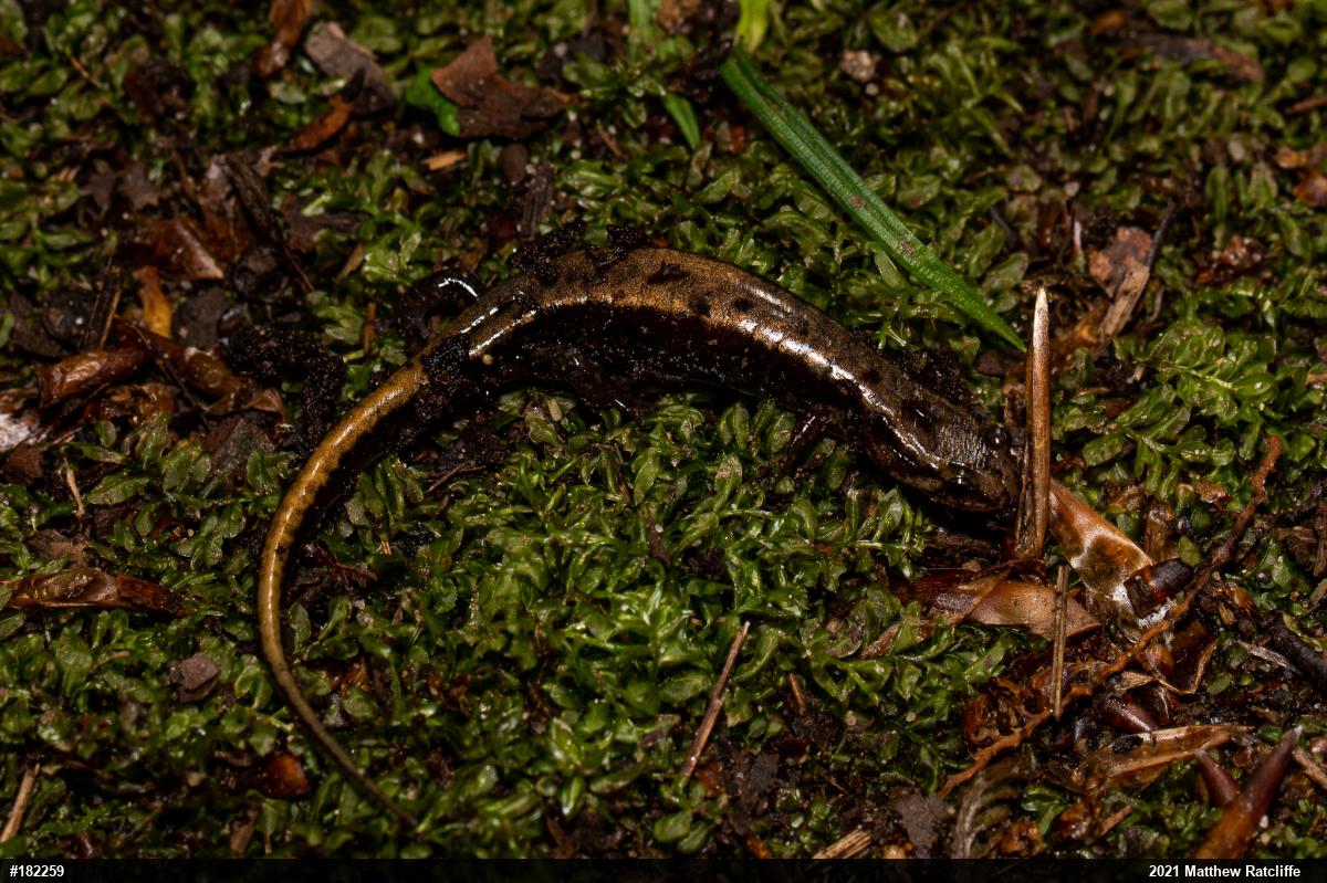 Allegheny Mountain Dusky Salamander