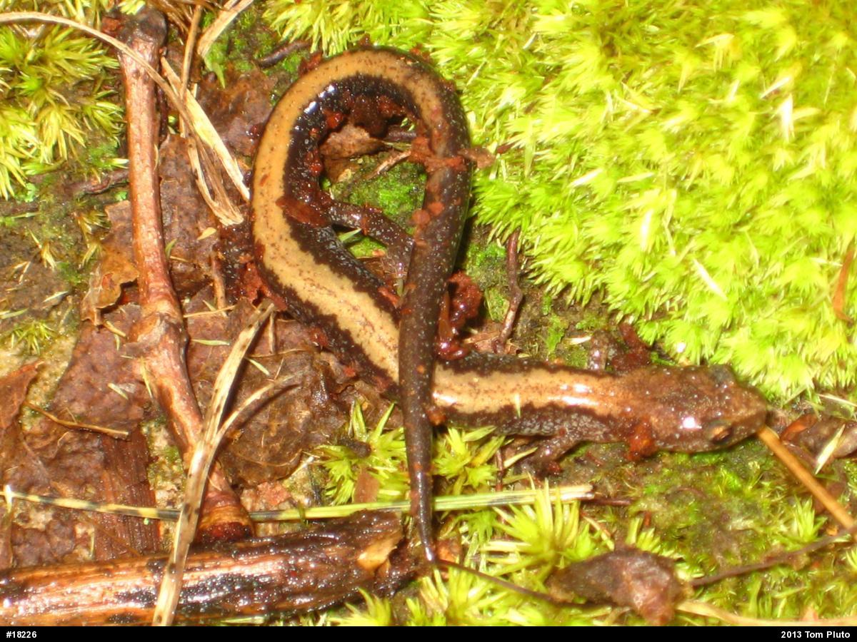 Eastern Red-backed  Salamander