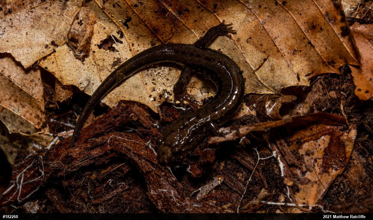 Allegheny Mountain Dusky Salamander