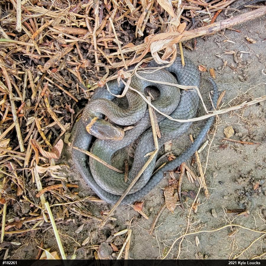 Northern Ring-necked Snake