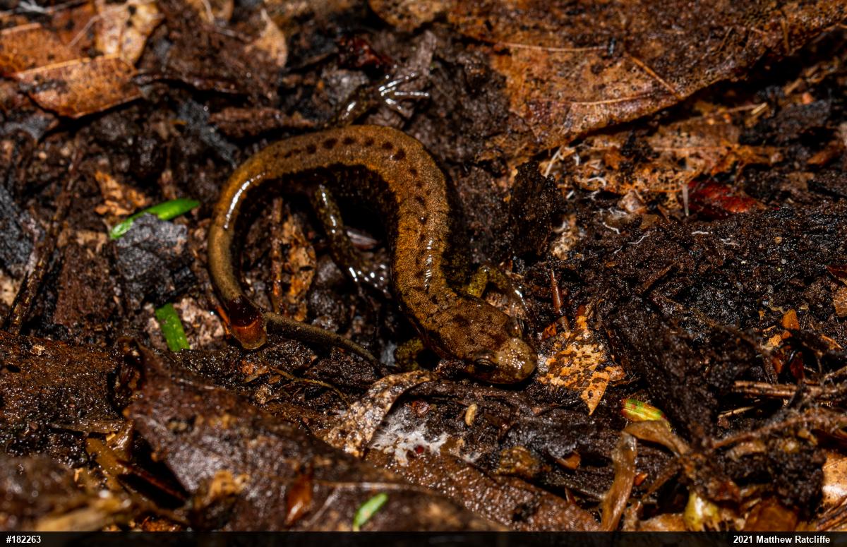 Allegheny Mountain Dusky Salamander