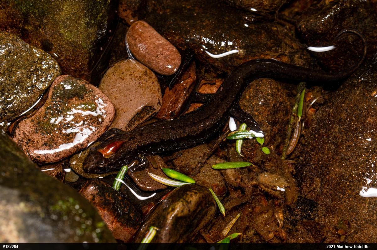 Allegheny Mountain Dusky Salamander