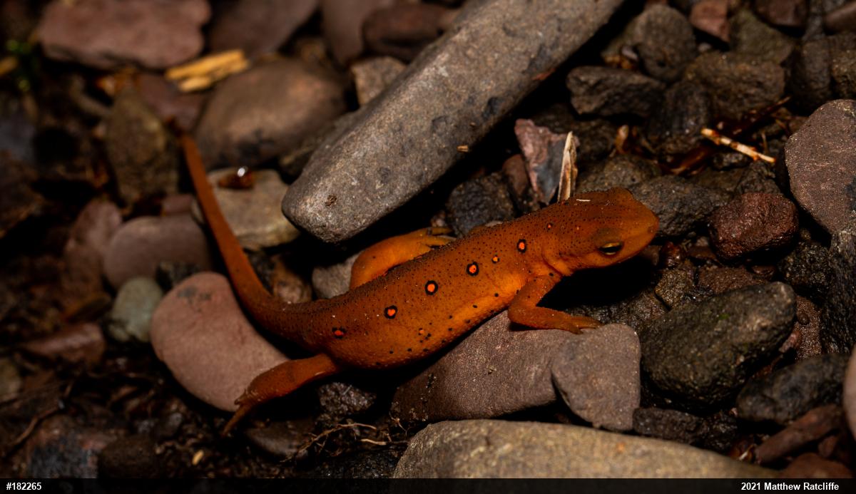 Red-spotted Newt