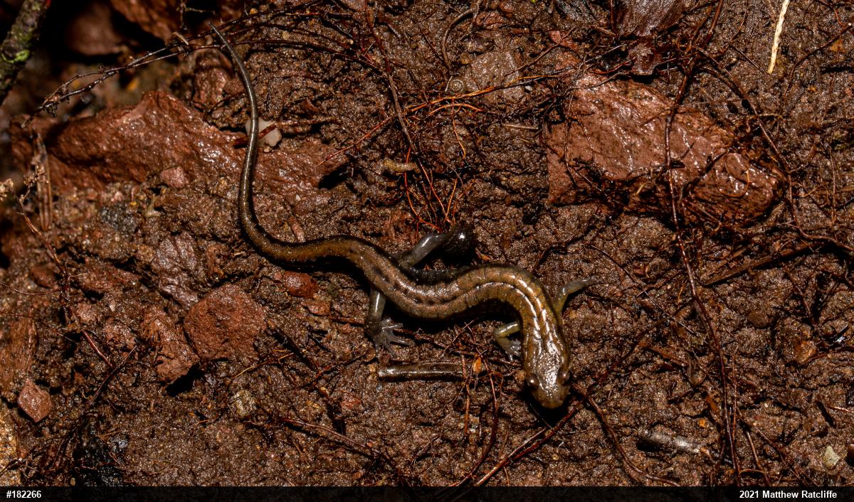 Allegheny Mountain Dusky Salamander
