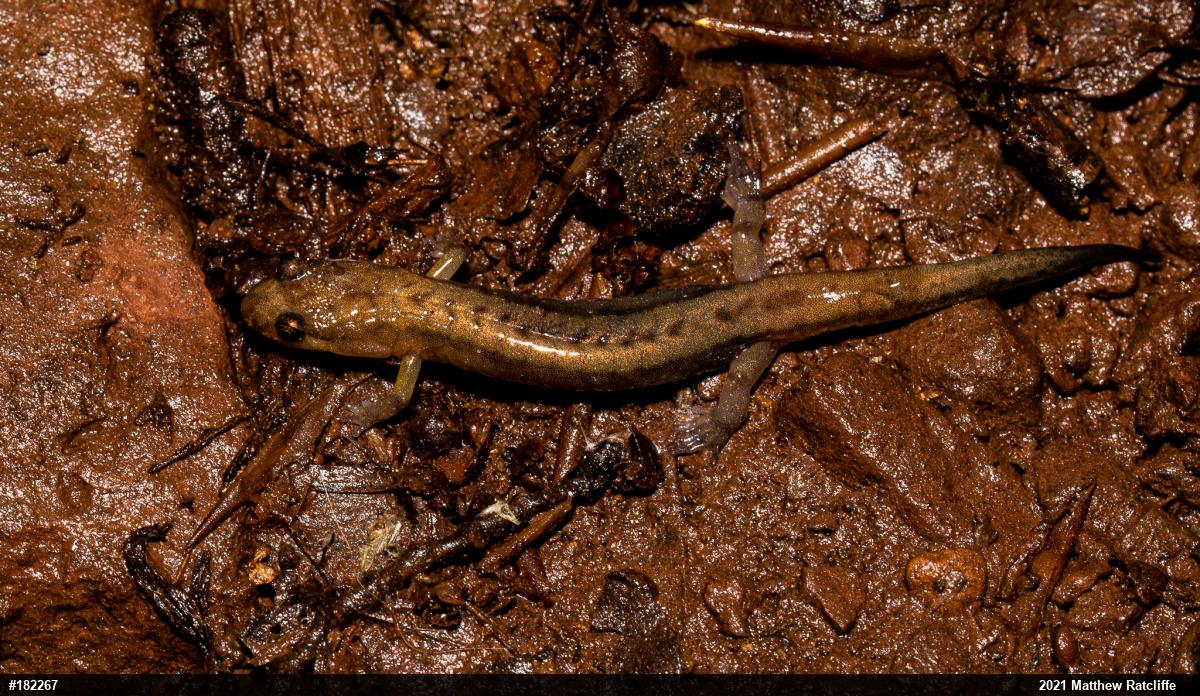 Allegheny Mountain Dusky Salamander