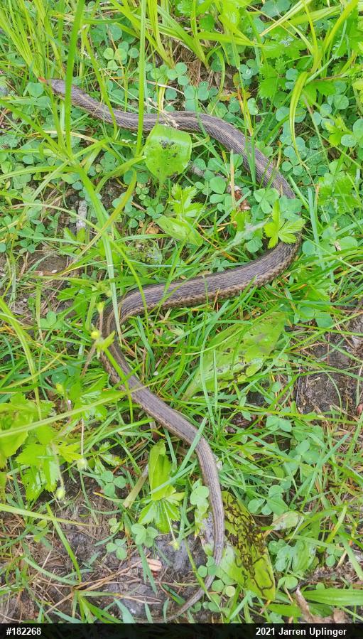 Eastern Gartersnake