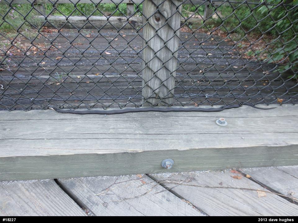 Eastern Ratsnake