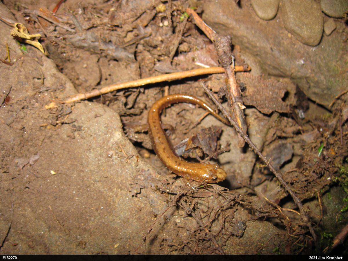 Allegheny Mountain Dusky Salamander