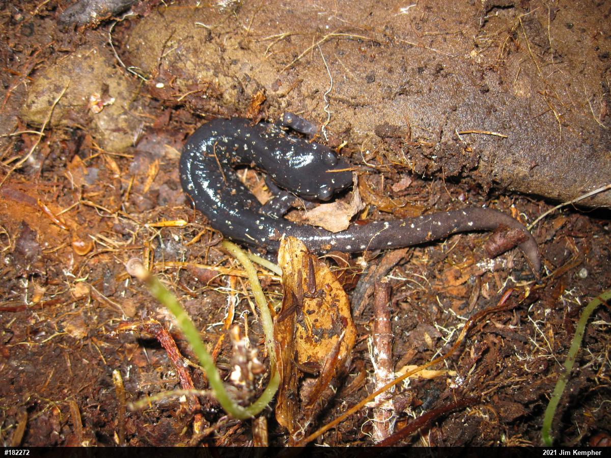 Northern Slimy Salamander