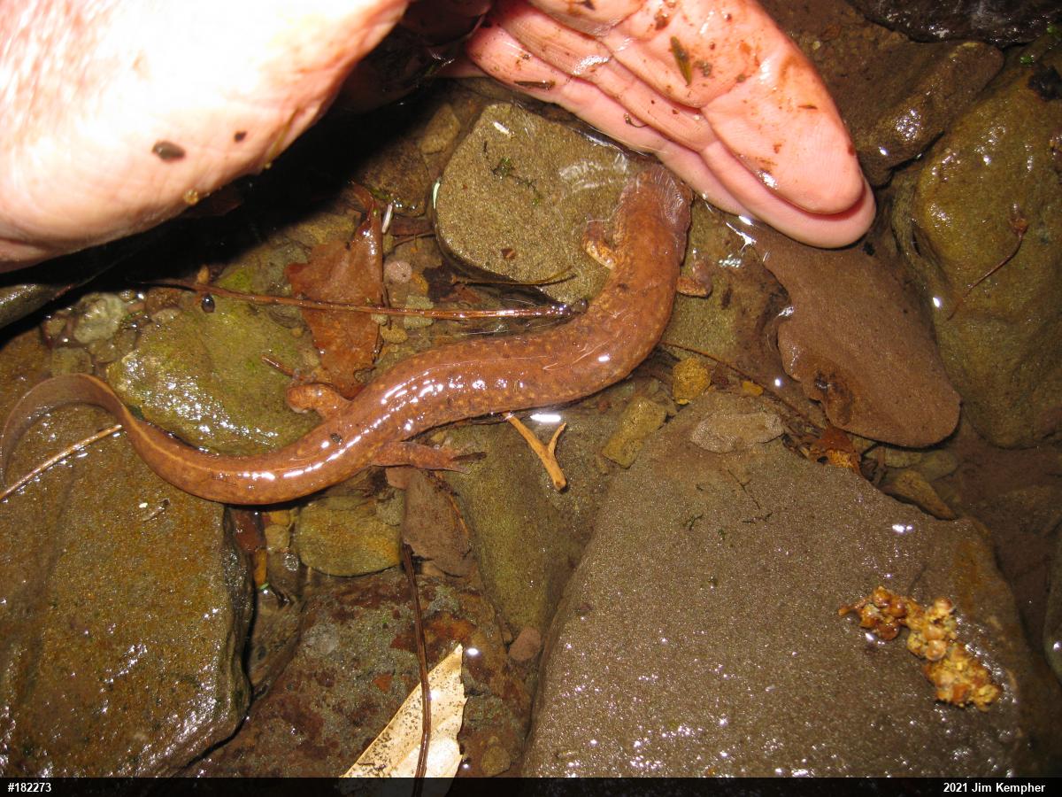 Northern Spring Salamander
