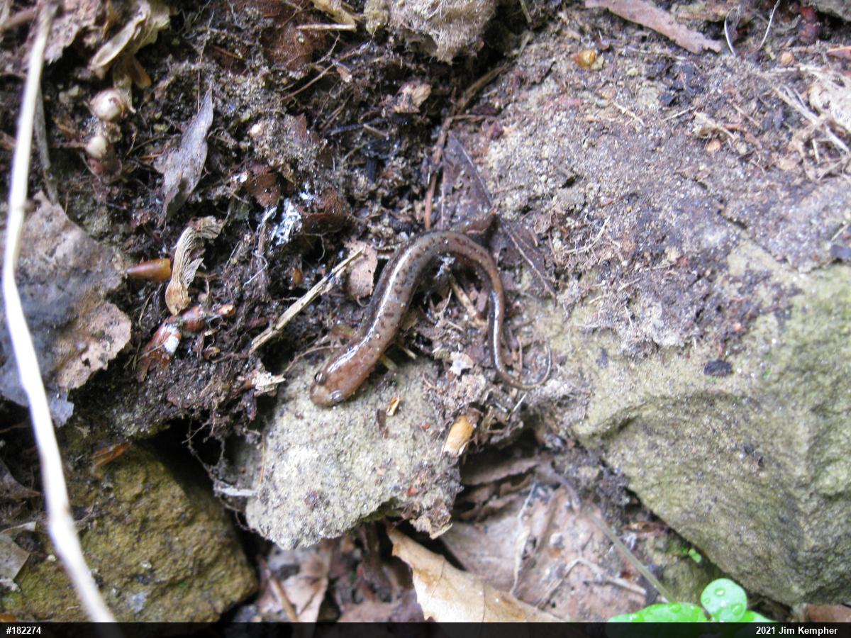 Allegheny Mountain Dusky Salamander